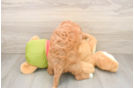 Best Cavapoo Baby