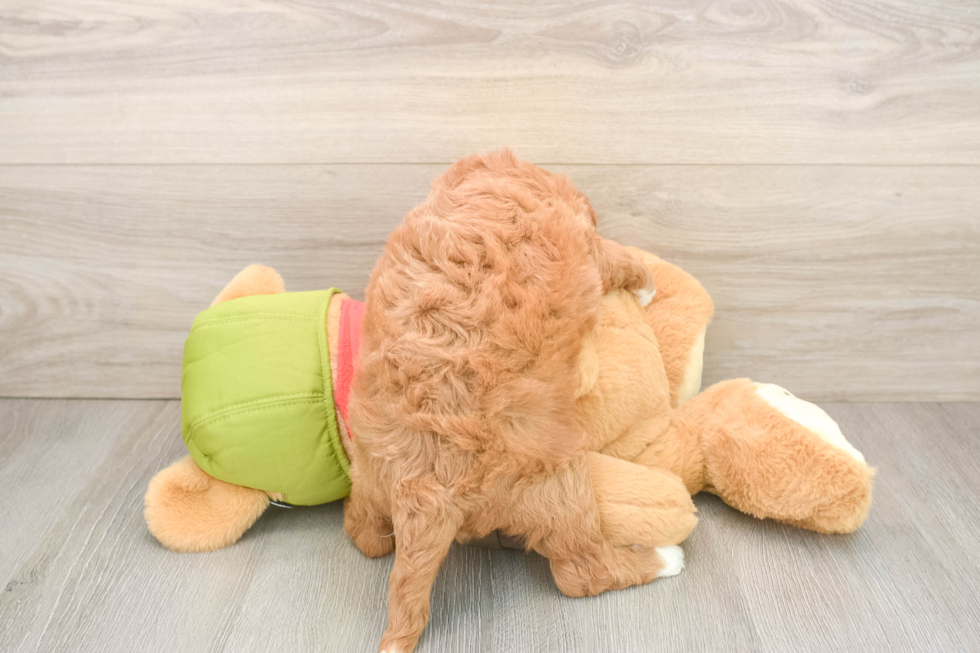 Best Cavapoo Baby