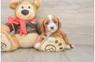 Cavapoo Pup Being Cute