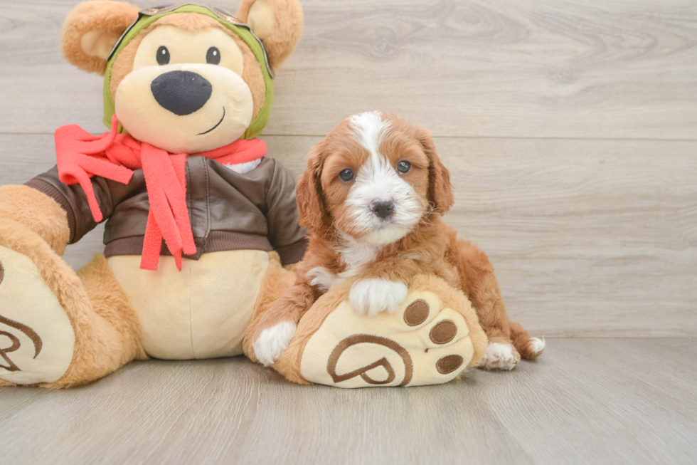 Cavapoo Pup Being Cute
