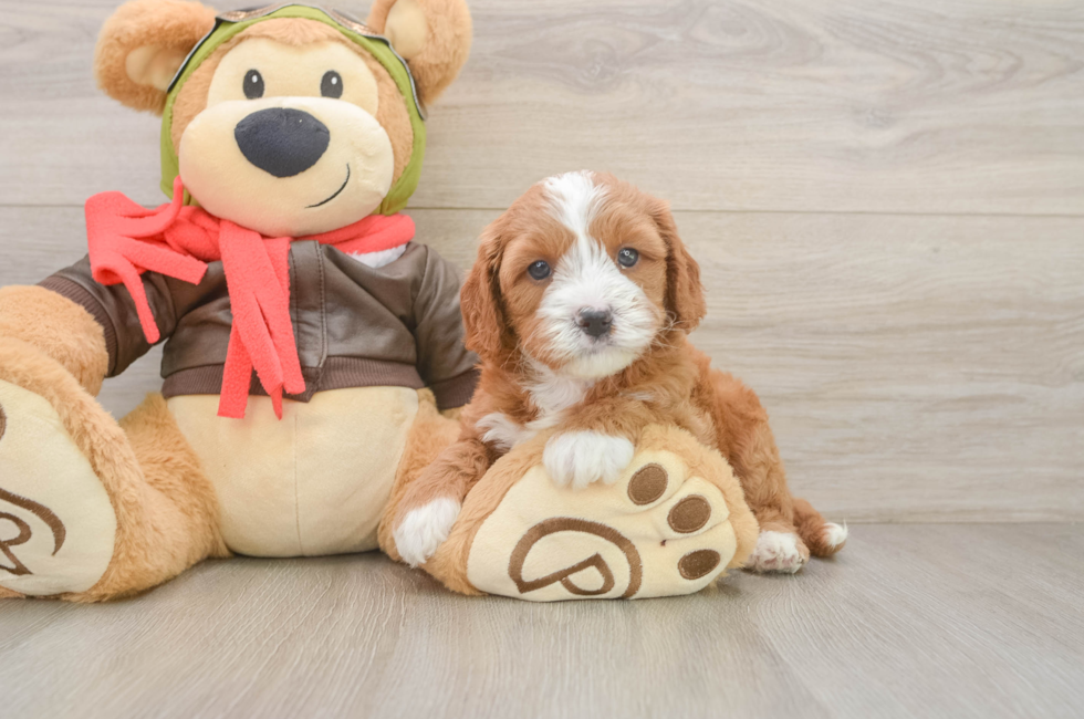 5 week old Cavapoo Puppy For Sale - Windy City Pups