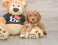 8 week old Cavapoo Puppy For Sale - Windy City Pups