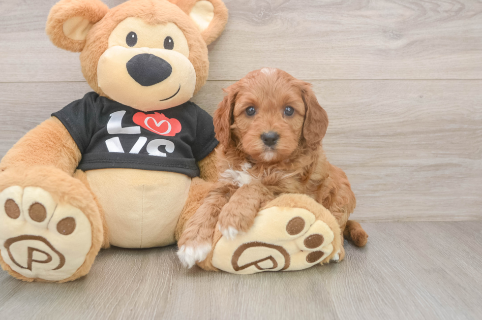 5 week old Cavapoo Puppy For Sale - Windy City Pups