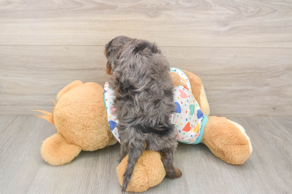 Meet Heath - our Cavapoo Puppy Photo  3/3 - Windy City Pups Cavapoo Puppy for Adoption