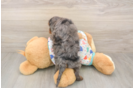 Meet Heath - our Cavapoo Puppy Photo  3/3 - Windy City Pups Cavapoo Puppy for Adoption