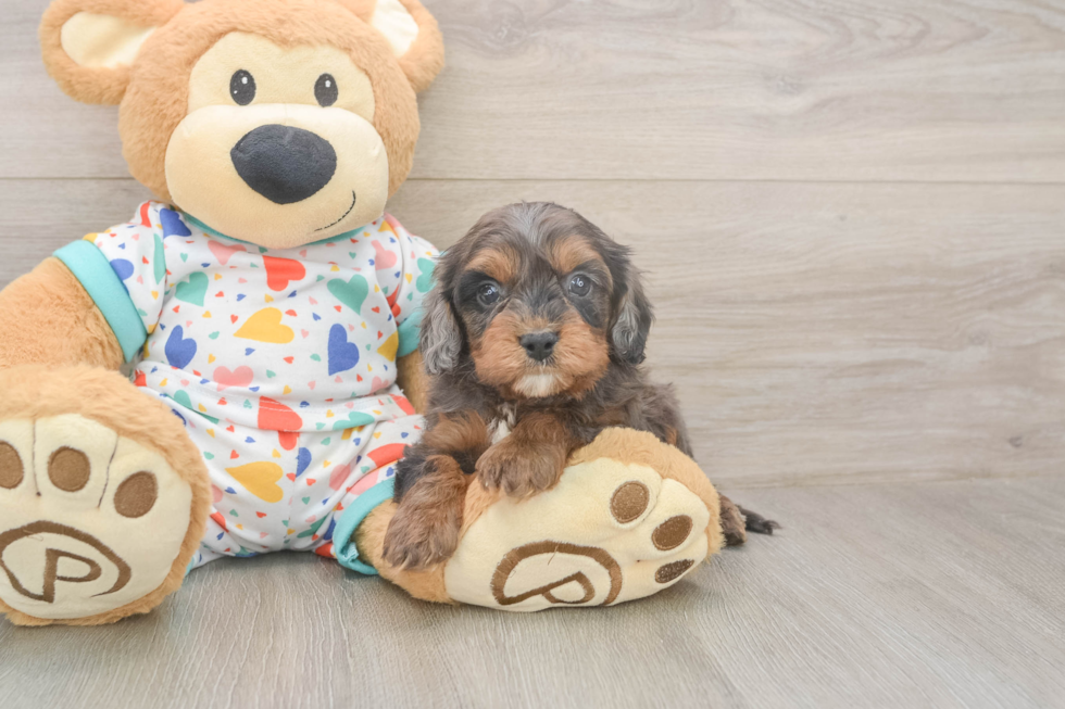 Meet Heath - our Cavapoo Puppy Photo  1/3 - Windy City Pups Cavapoo Pup Being Cute