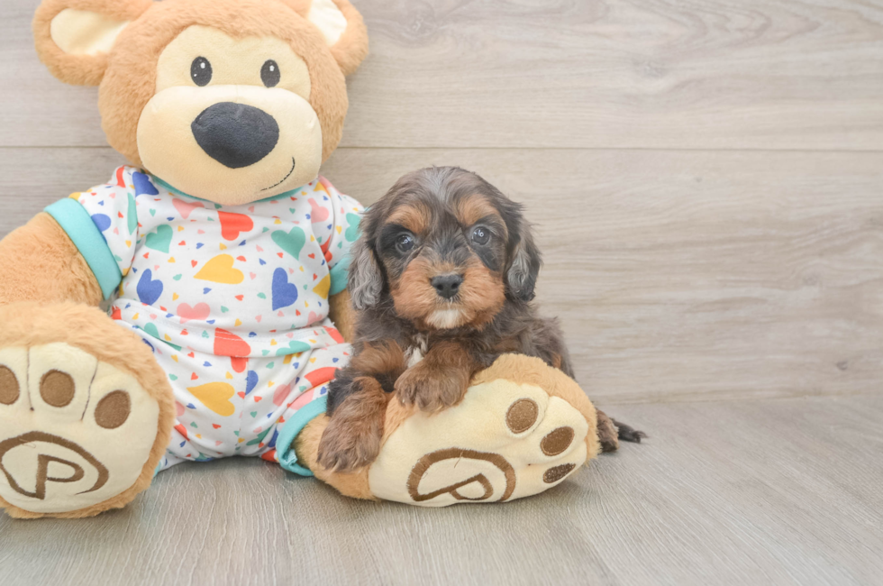 5 week old Cavapoo Puppy For Sale - Windy City Pups