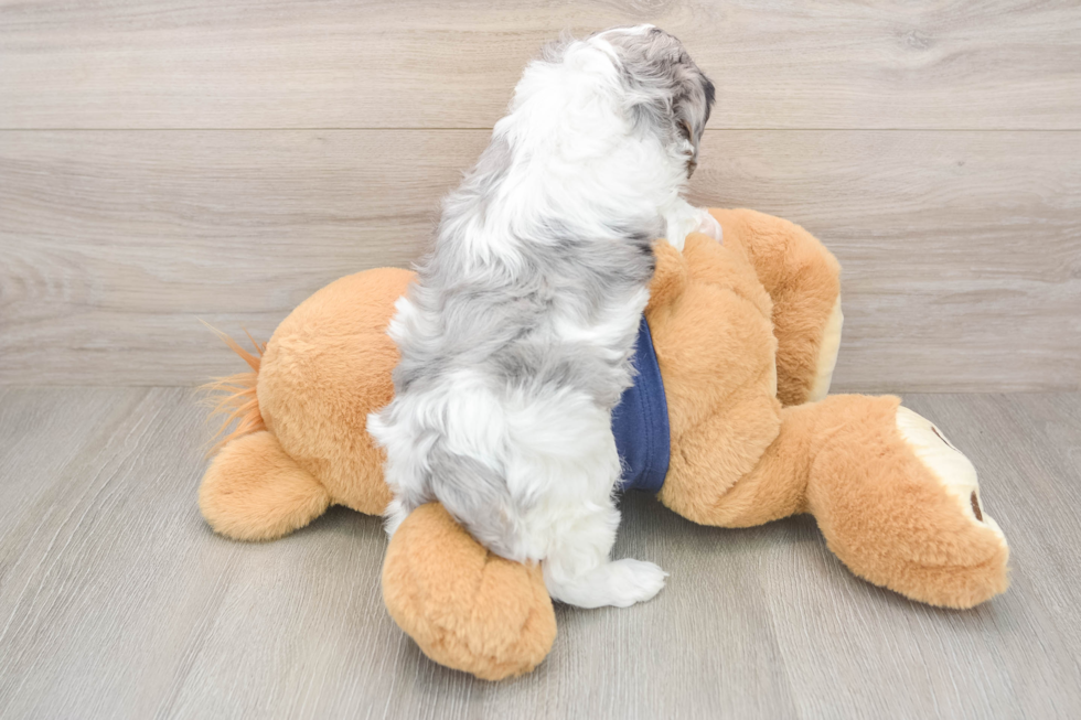 Playful Cavapoodle Poodle Mix Puppy