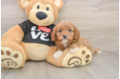 Little Cavipoo Poodle Mix Puppy
