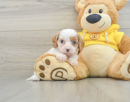 8 week old Cavapoo Puppy For Sale - Windy City Pups