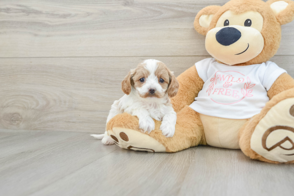 Cavapoo Pup Being Cute