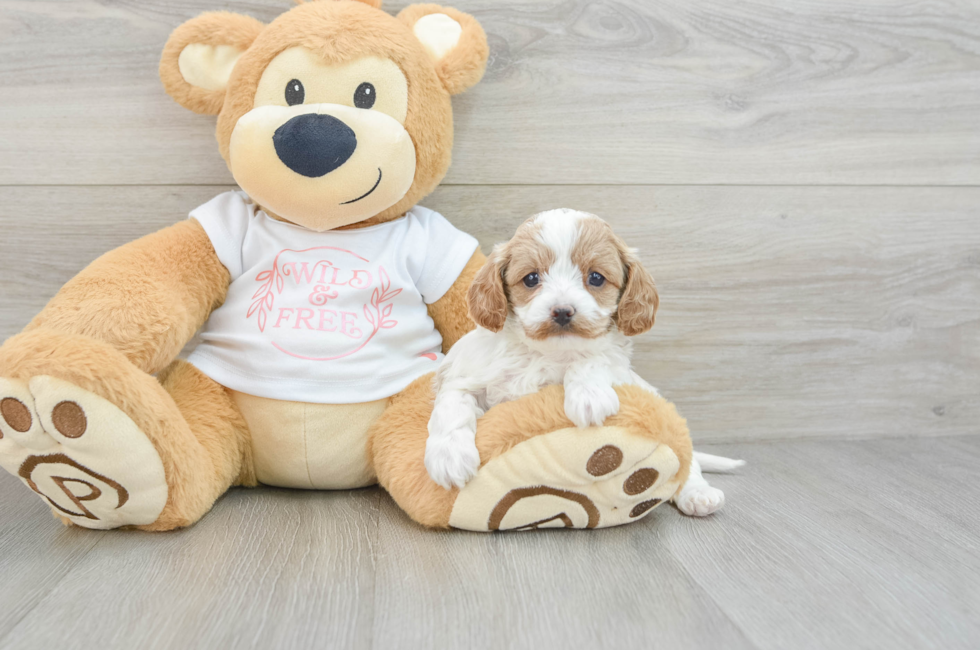 5 week old Cavapoo Puppy For Sale - Windy City Pups