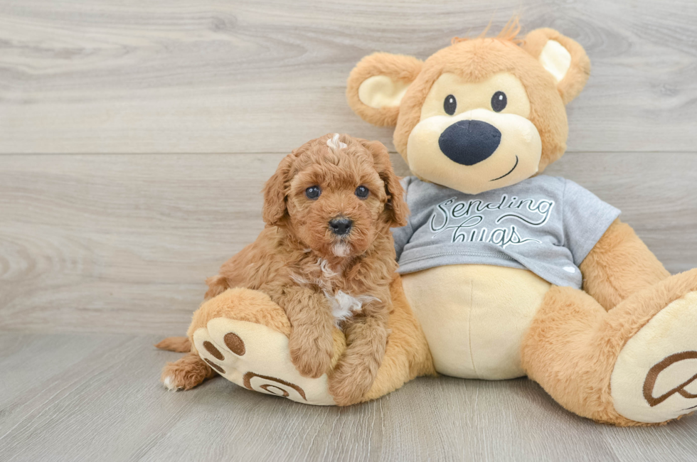 5 week old Cavapoo Puppy For Sale - Windy City Pups