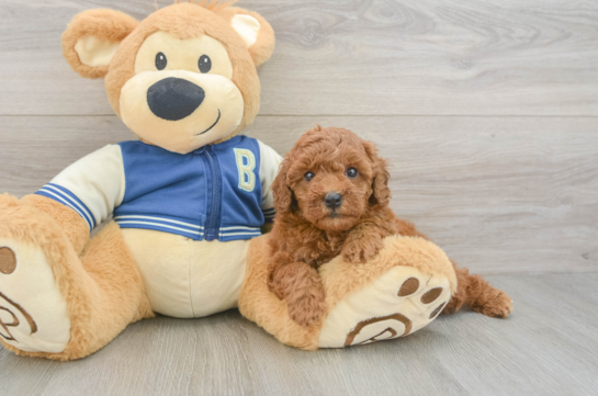 Smart Cavapoo Poodle Mix Pup
