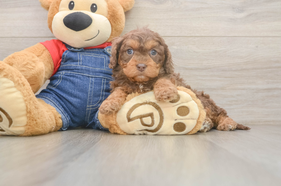 6 week old Cavapoo Puppy For Sale - Windy City Pups