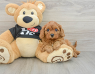 7 week old Cavapoo Puppy For Sale - Windy City Pups