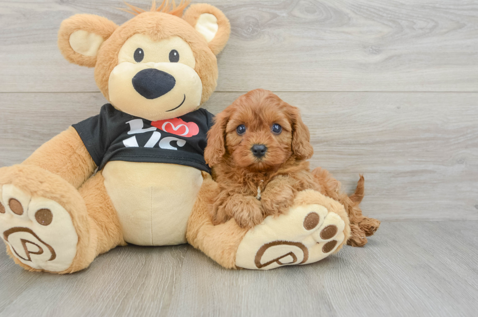 6 week old Cavapoo Puppy For Sale - Windy City Pups