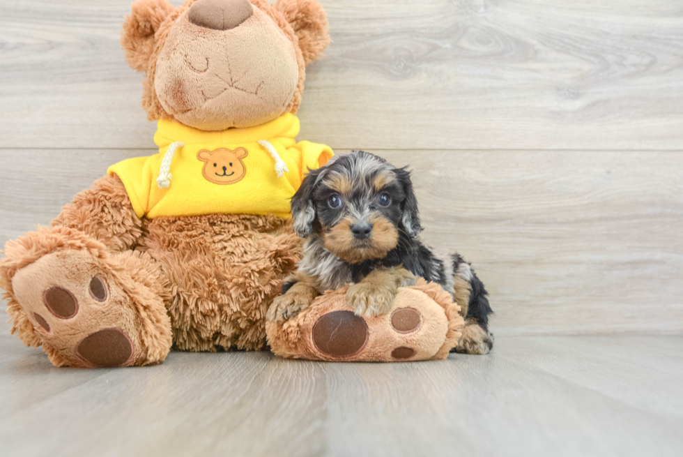 Best Cavapoo Baby