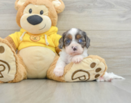 8 week old Cavapoo Puppy For Sale - Windy City Pups