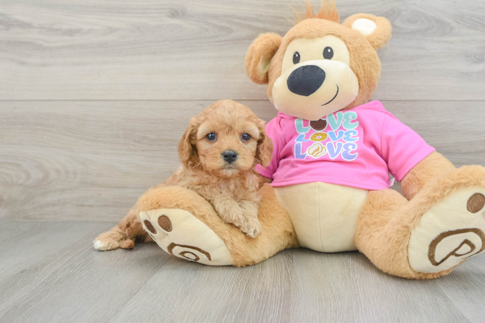 Cavapoo Pup Being Cute