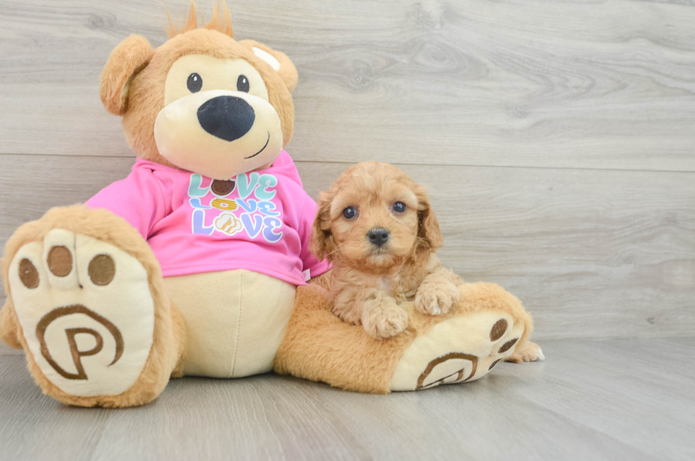 5 week old Cavapoo Puppy For Sale - Windy City Pups