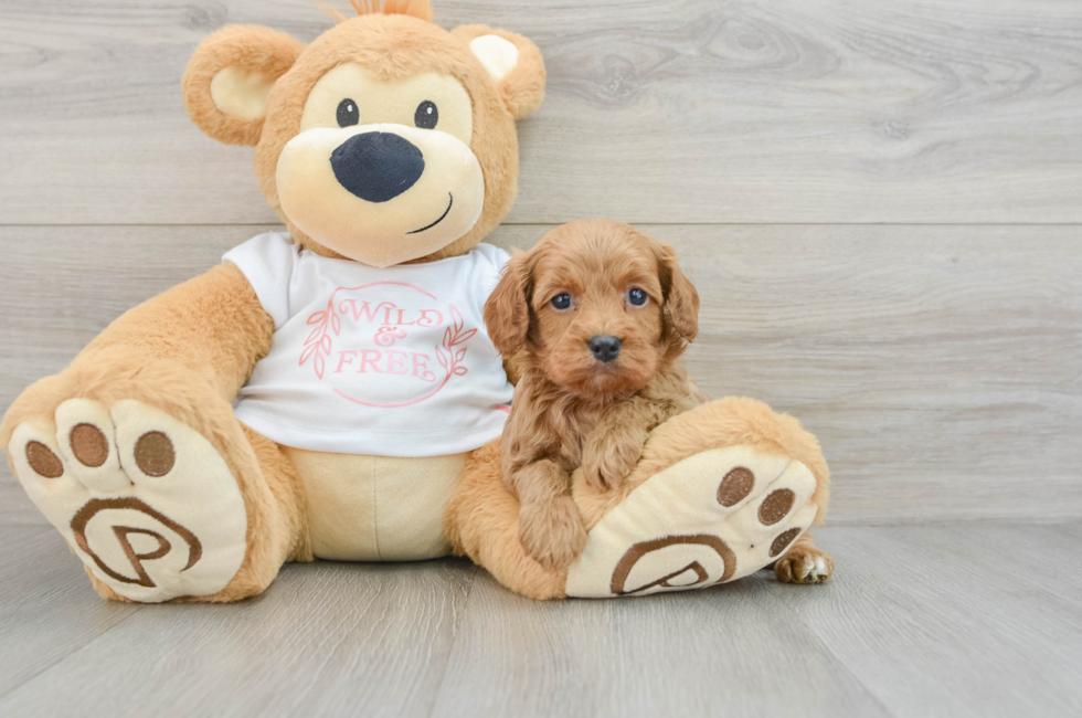 5 week old Cavapoo Puppy For Sale - Windy City Pups