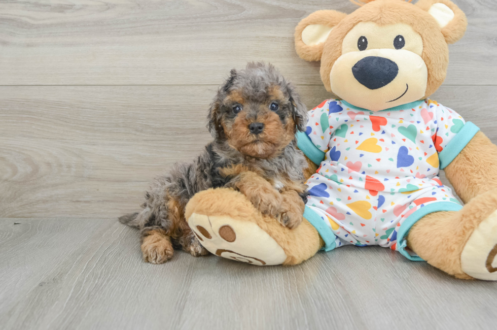 6 week old Cavapoo Puppy For Sale - Windy City Pups