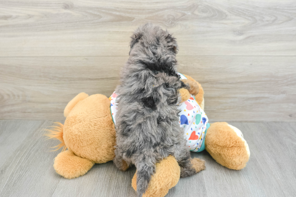 Adorable Cavalier King Charles Spaniel and Poodle Mix Poodle Mix Puppy