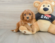 8 week old Cavapoo Puppy For Sale - Windy City Pups