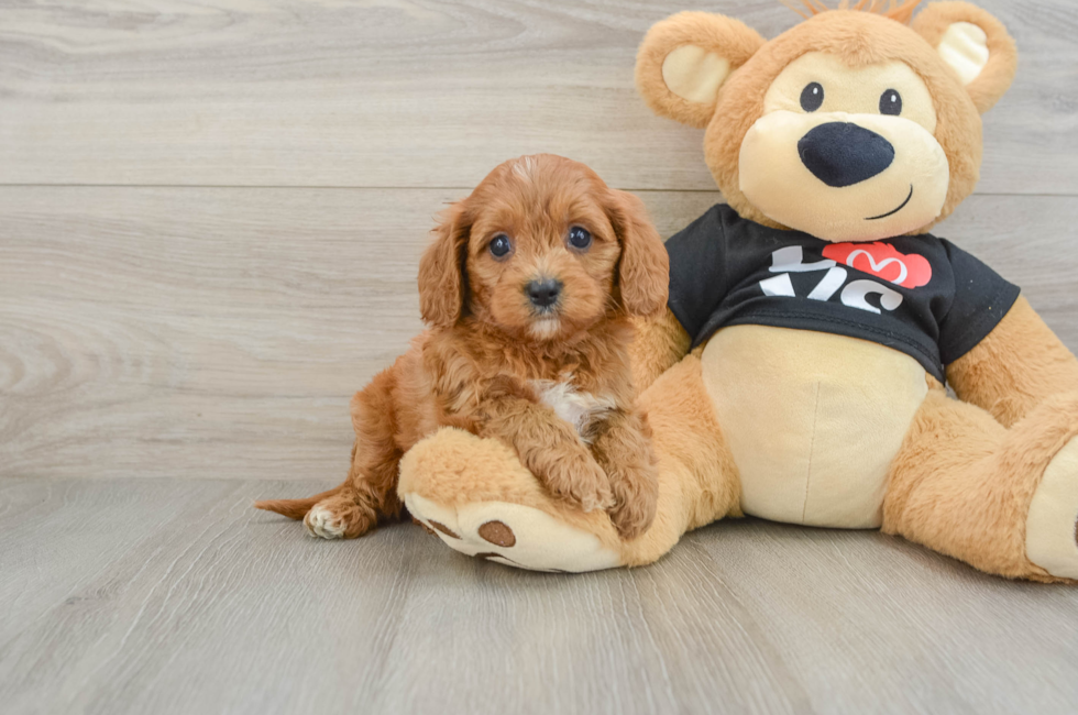 6 week old Cavapoo Puppy For Sale - Windy City Pups