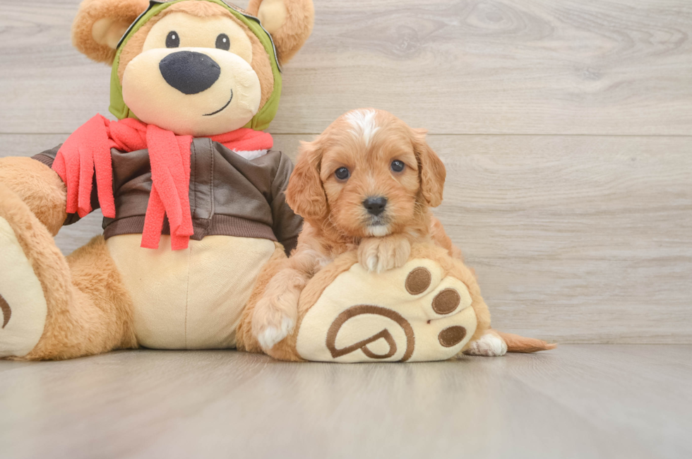 5 week old Cavapoo Puppy For Sale - Windy City Pups