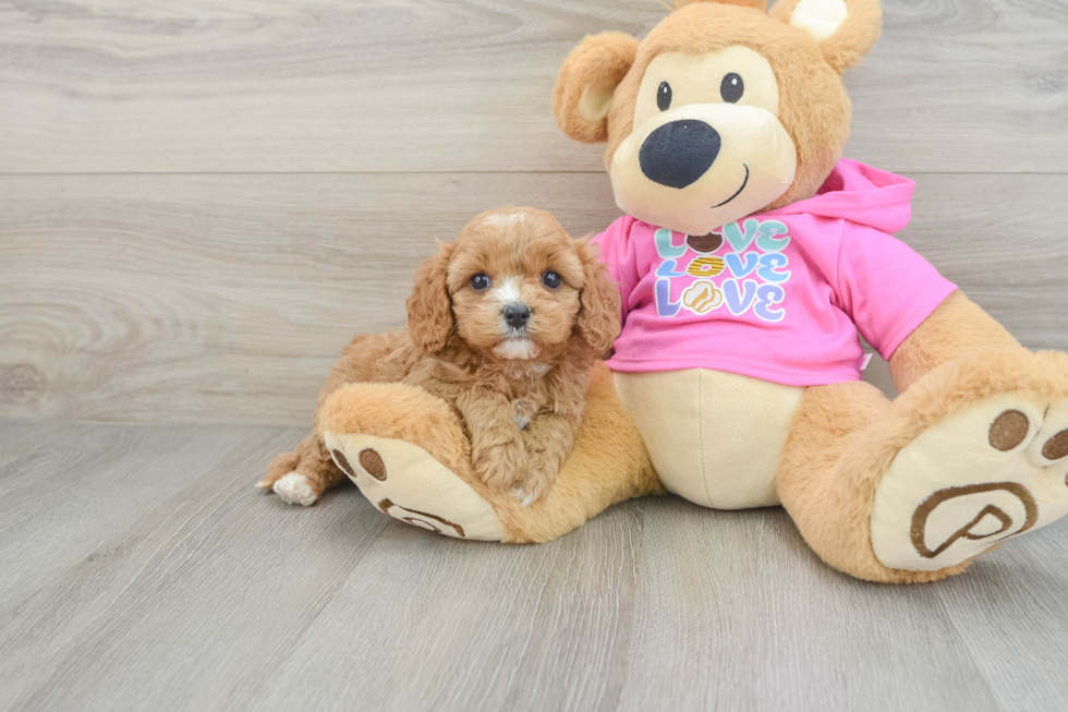 Best Cavapoo Baby