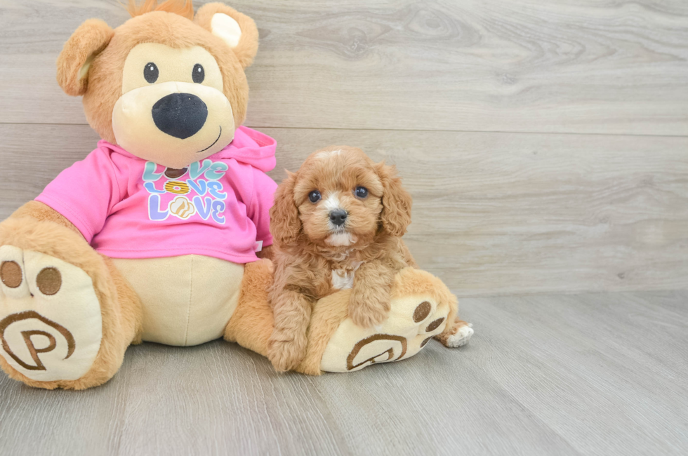 5 week old Cavapoo Puppy For Sale - Windy City Pups