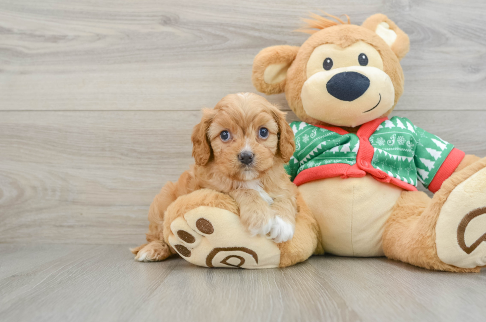 5 week old Cavapoo Puppy For Sale - Windy City Pups