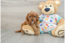 Cavapoo Pup Being Cute