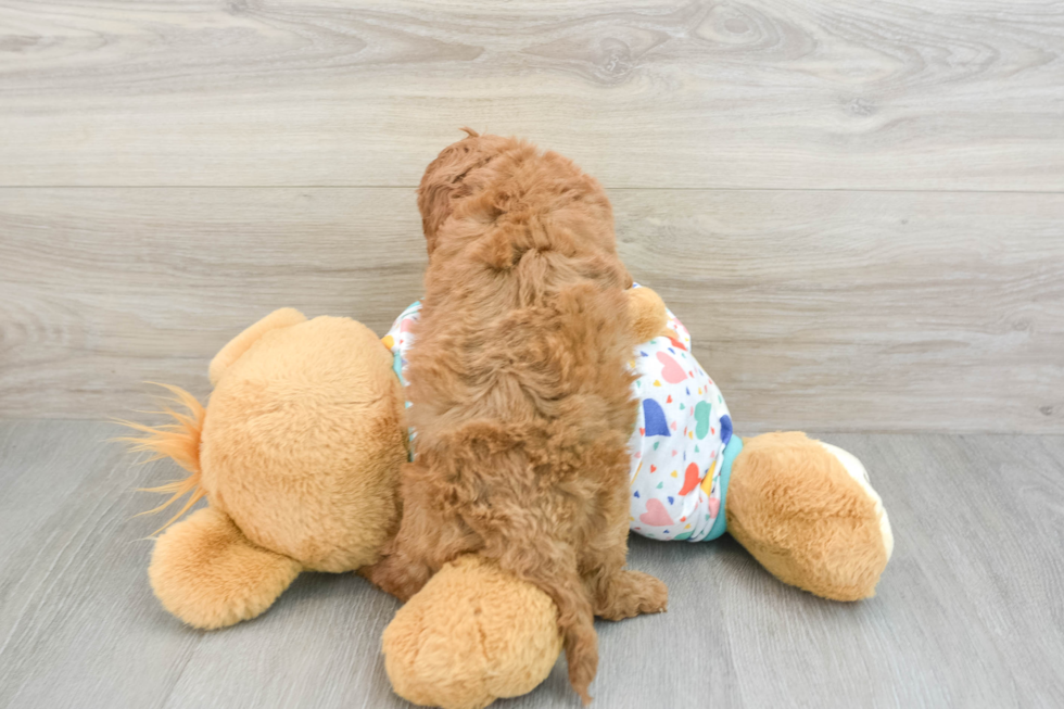 Small Cavapoo Baby