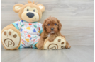 Best Cavapoo Baby