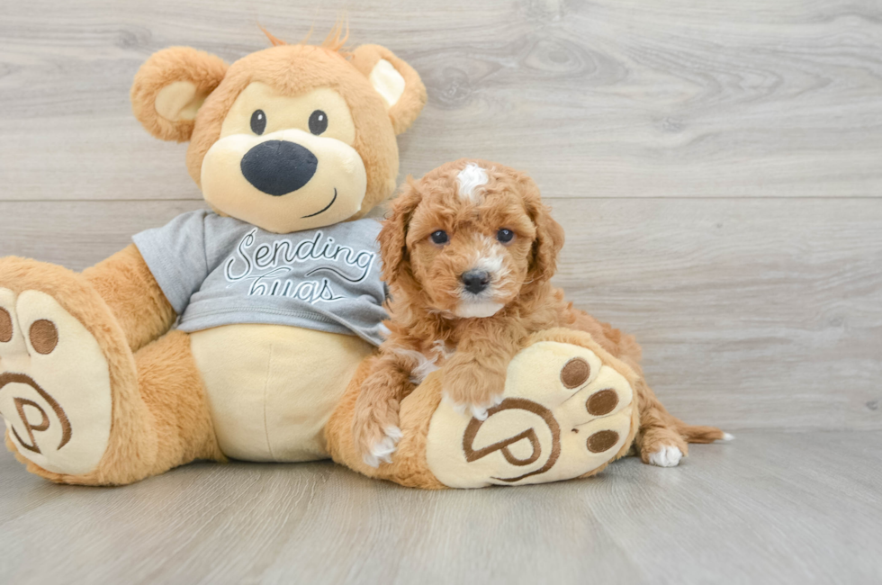 5 week old Cavapoo Puppy For Sale - Windy City Pups