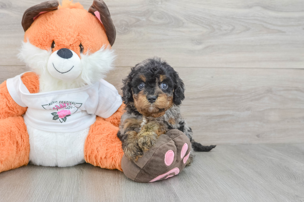 7 week old Cavapoo Puppy For Sale - Windy City Pups