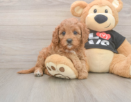 8 week old Cavapoo Puppy For Sale - Windy City Pups