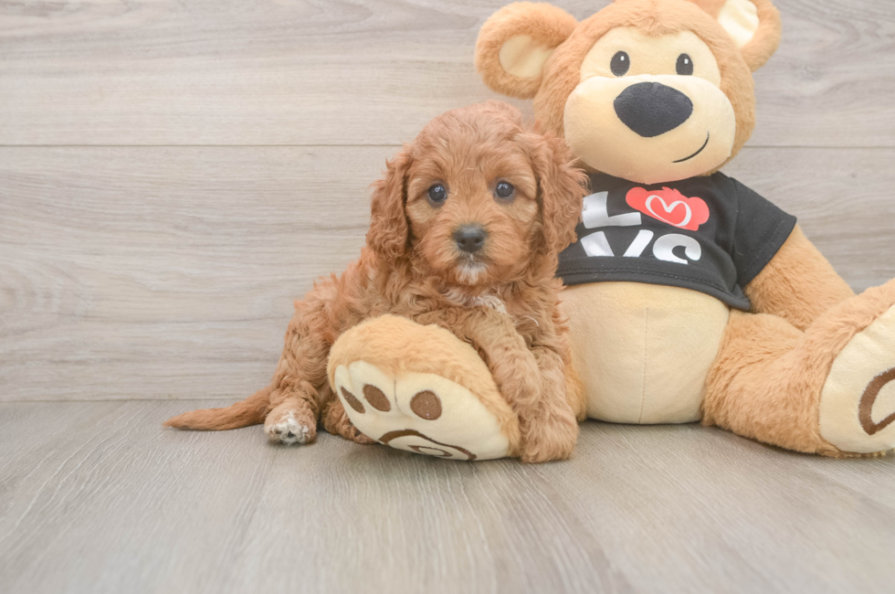 5 week old Cavapoo Puppy For Sale - Windy City Pups