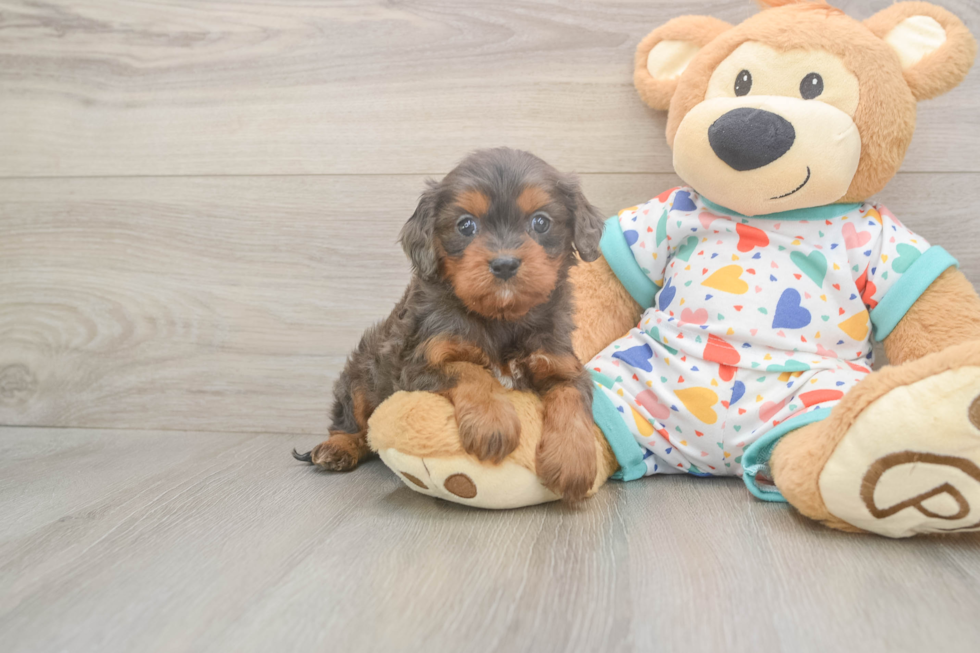 Meet Hildee - our Cavapoo Puppy Photo  1/3 - Windy City Pups Adorable Cavalier King Charles Spaniel and Poodle Mix Poodle Mix Puppy