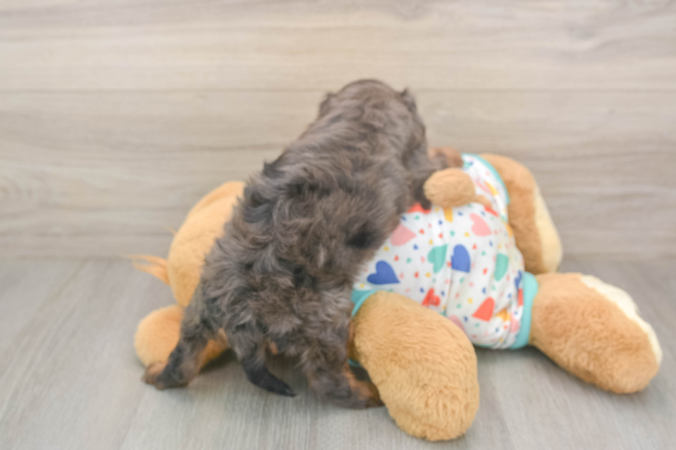 Meet Hildee - our Cavapoo Puppy Photo  3/3 - Windy City Pups Fluffy Cavapoo Poodle Mix Pup