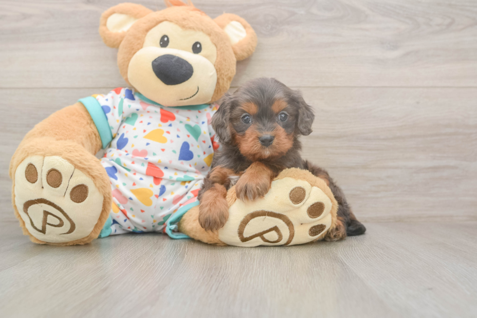 Meet Hildee - our Cavapoo Puppy Photo  2/3 - Windy City Pups Happy Cavapoo Baby