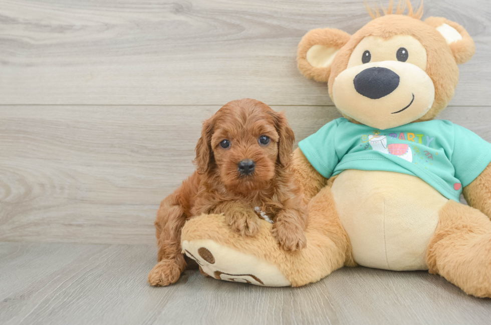 6 week old Cavapoo Puppy For Sale - Windy City Pups