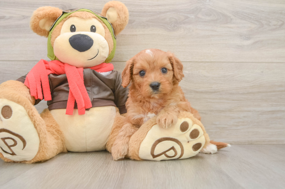 5 week old Cavapoo Puppy For Sale - Windy City Pups