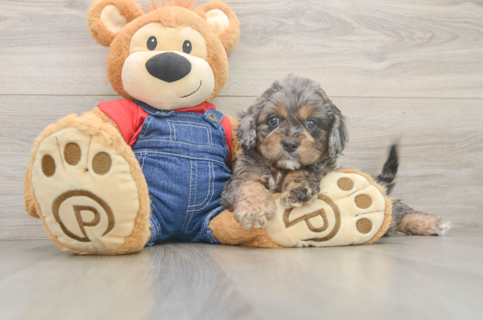6 week old Cavapoo Puppy For Sale - Windy City Pups