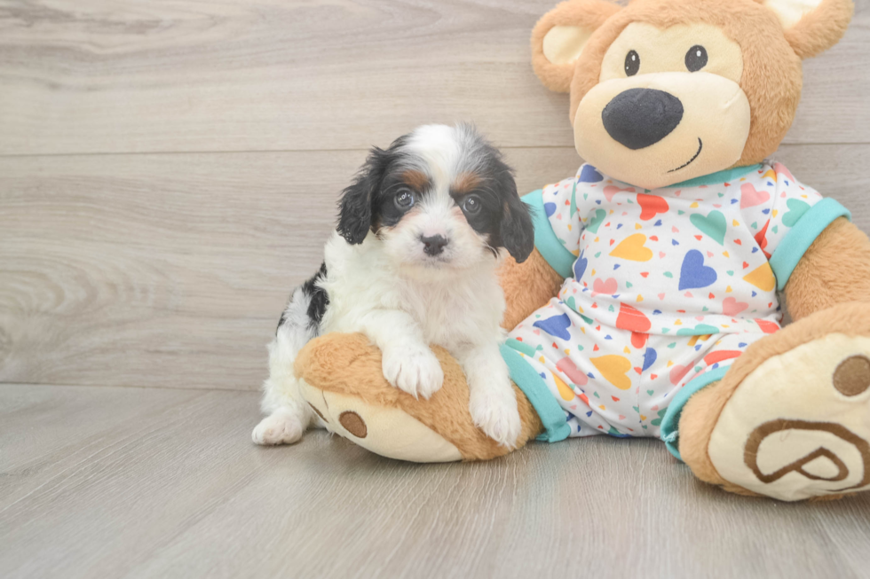 Meet Holmes - our Cavapoo Puppy Photo  2/3 - Windy City Pups Cute Cavapoo Baby