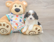 8 week old Cavapoo Puppy For Sale - Windy City Pups