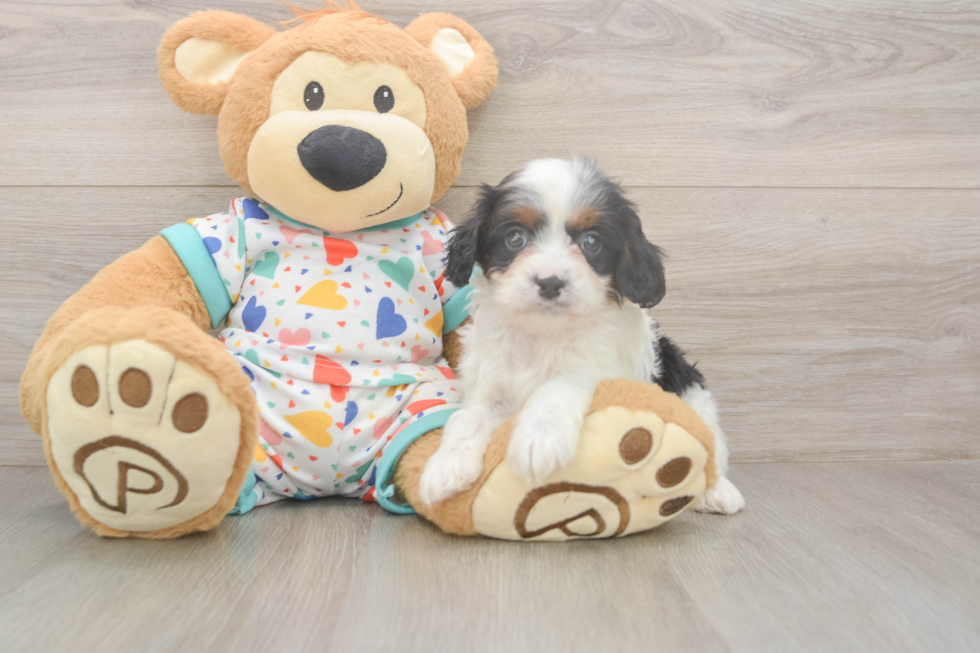 Meet Holmes - our Cavapoo Puppy Photo  1/3 - Windy City Pups Cavapoo Puppy for Adoption